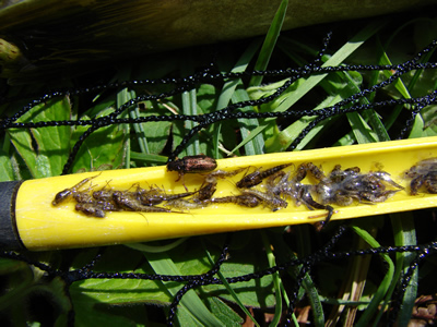 River Test nymphs